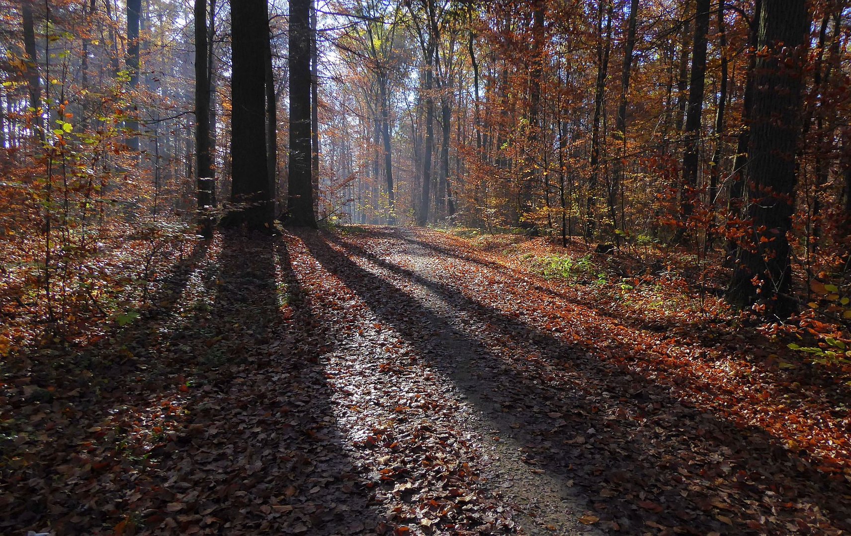 Novembersonne...