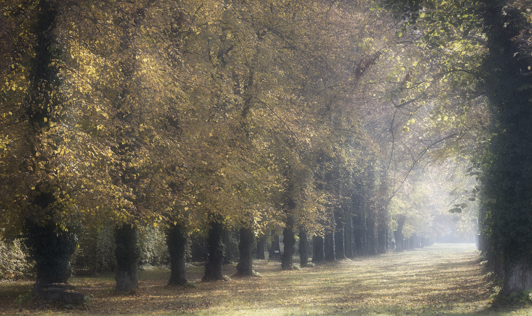 Novembersonne 