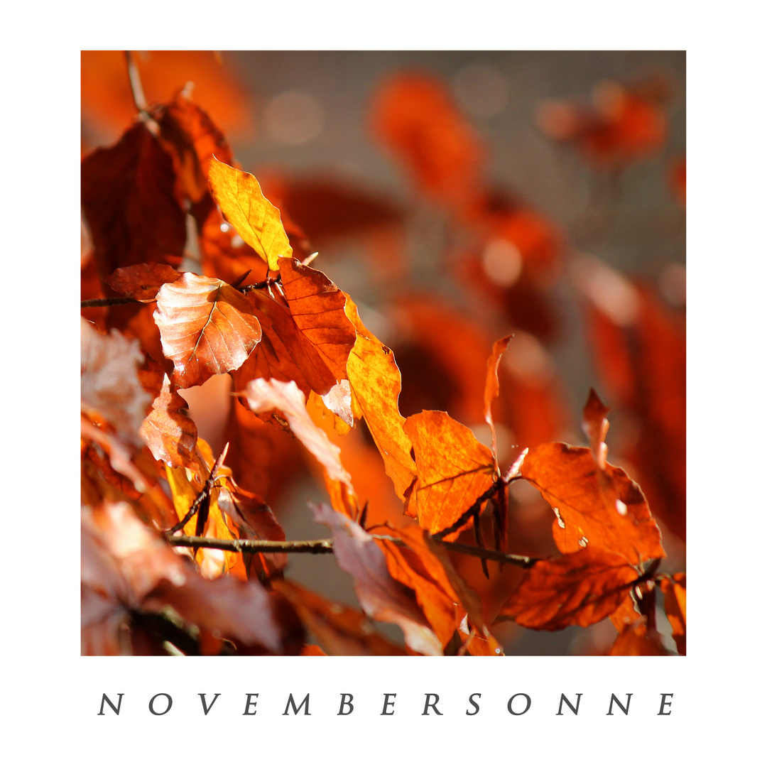 Novembersonne