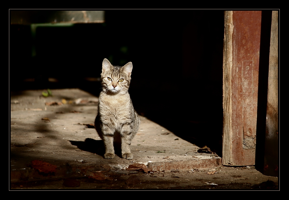 novembersonne