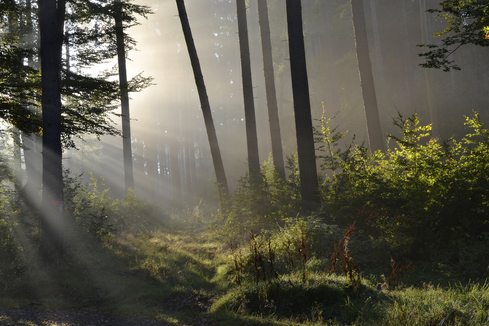 Novembersonne am Morgen