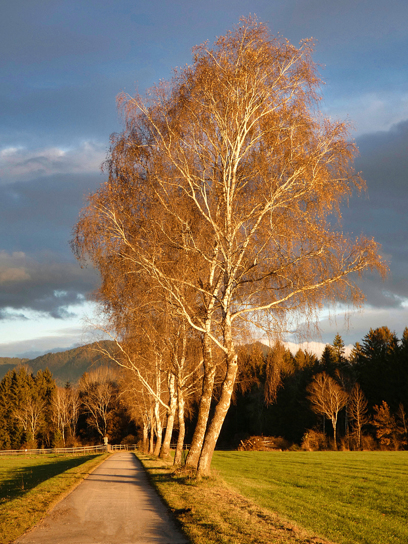 Novembersonne