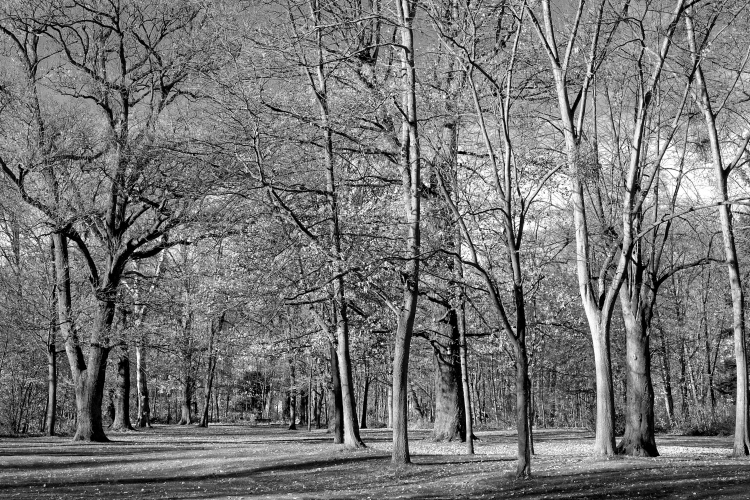 Novembersonne im Rumpenheimer Schlosspark