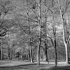 Novembersonne im Rumpenheimer Schlosspark