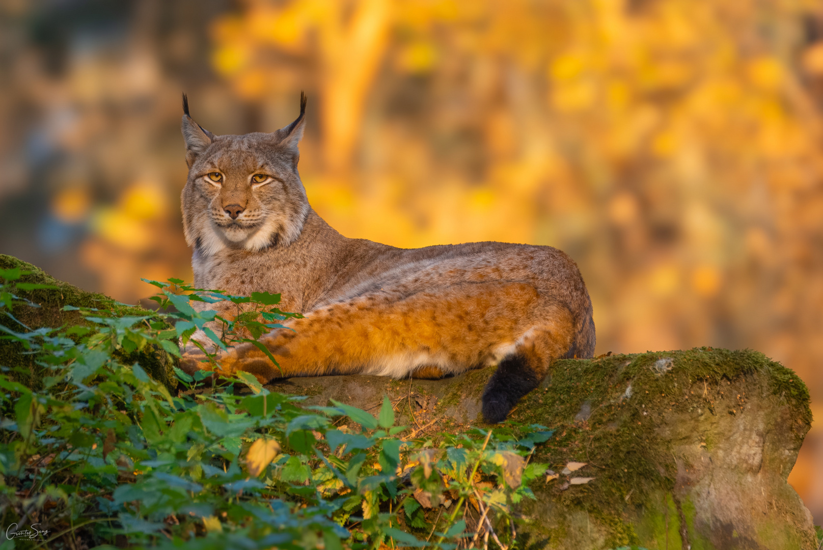 Novembersonne in der Alten Fasanerie