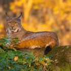 Novembersonne in der Alten Fasanerie