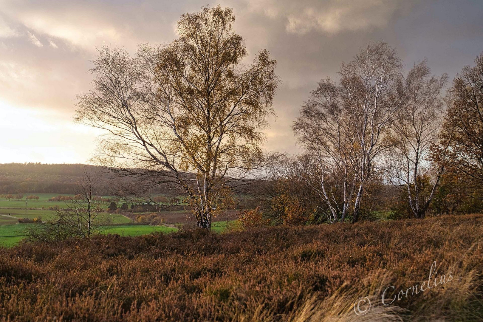 Novembersonne in der Heide