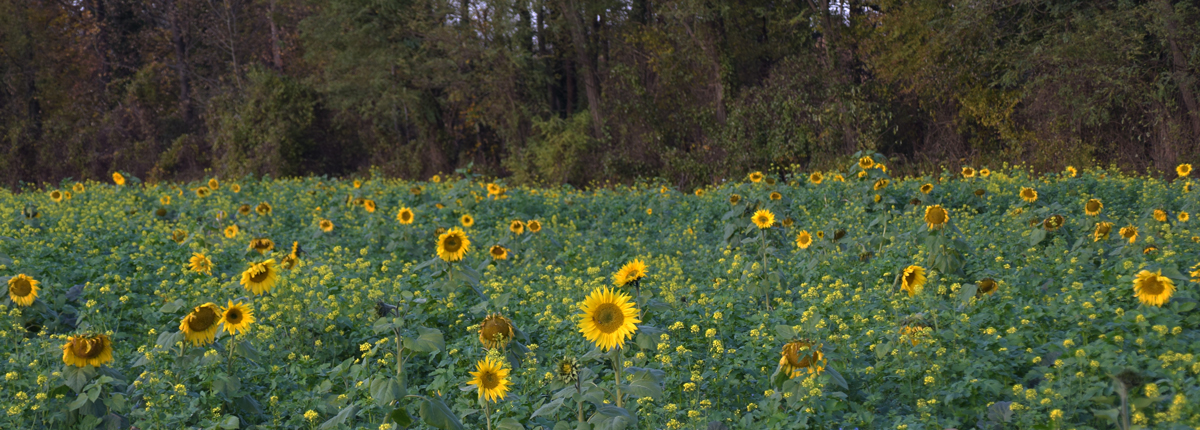 Novembersonnenblumen