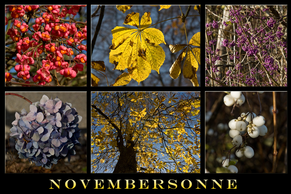 Novembersonnencollage