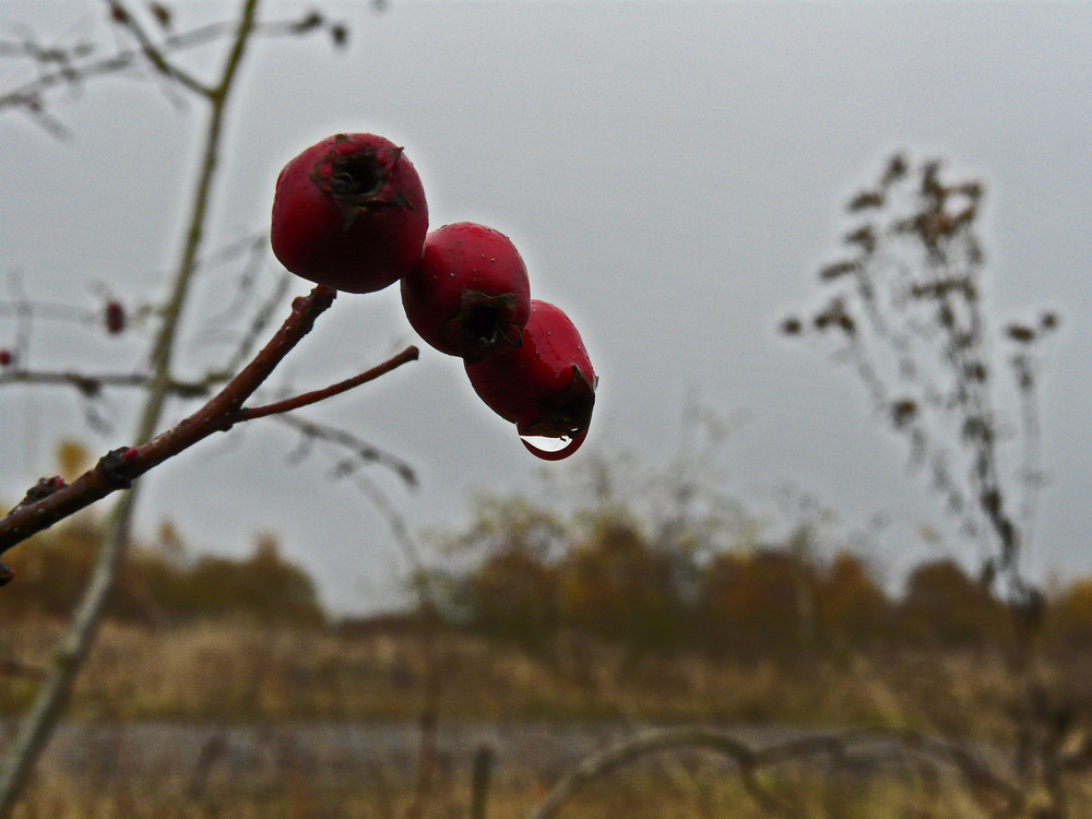 Novembersonntag im Konikland