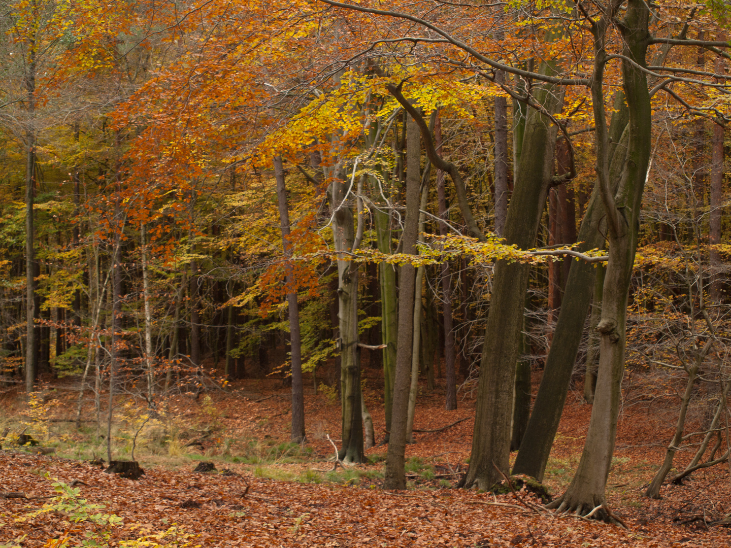 Novemberspaziergang