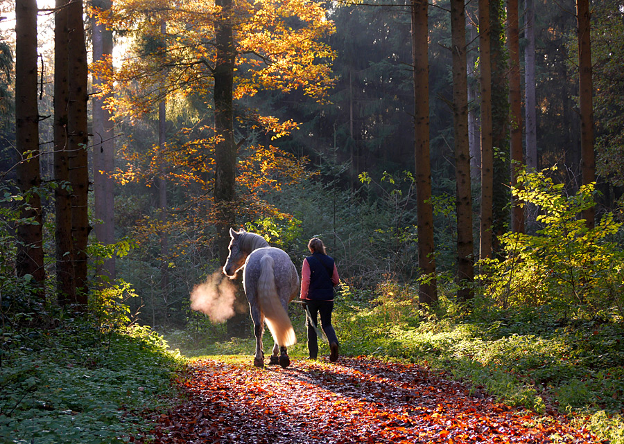 NOVEMBERSPAZIERGANG....