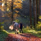 NOVEMBERSPAZIERGANG....