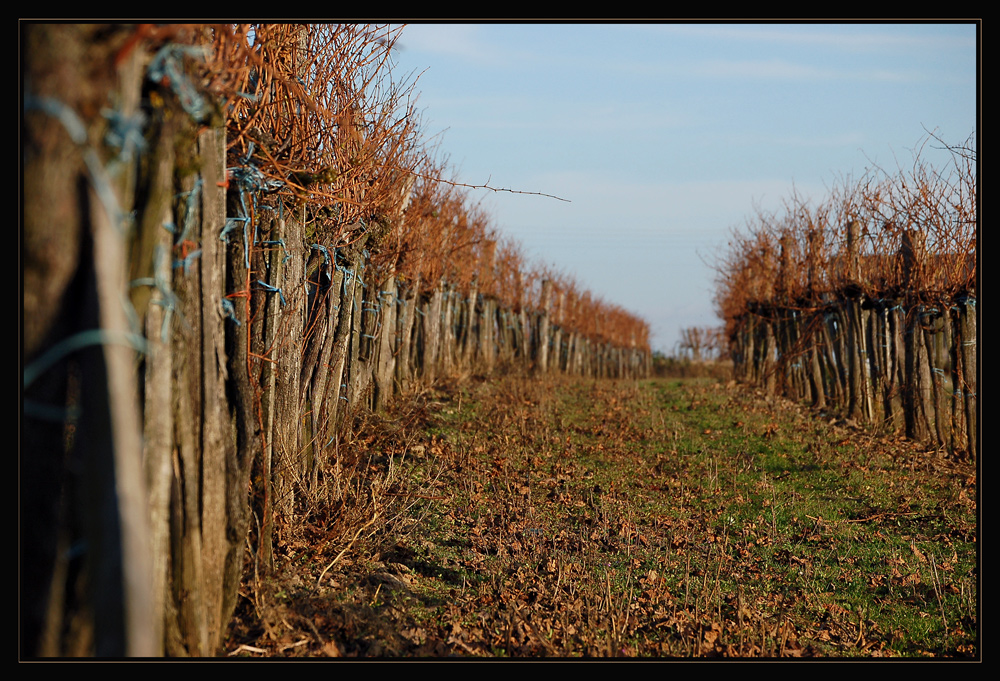 Novemberspaziergang III