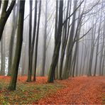 Novemberspaziergang im Buchenwald