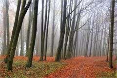 Novemberspaziergang im Buchenwald