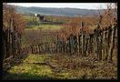 Weinviertel 