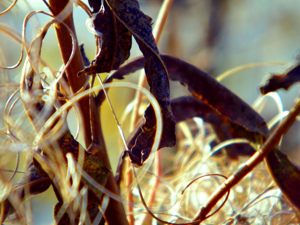 november.staubfänger.