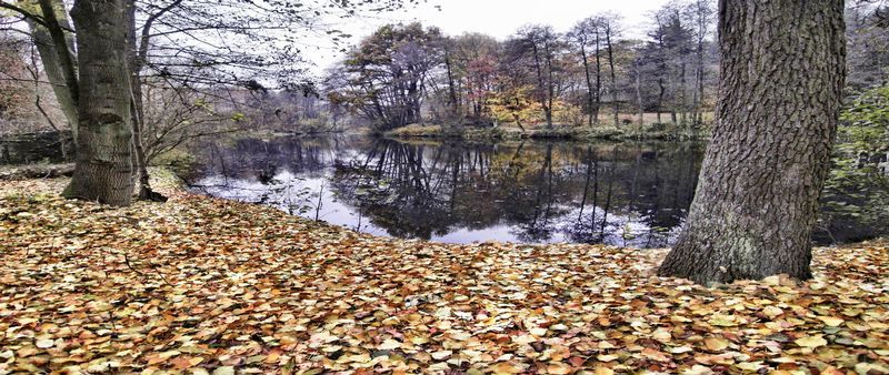 Novemberstille am Mühlenteich