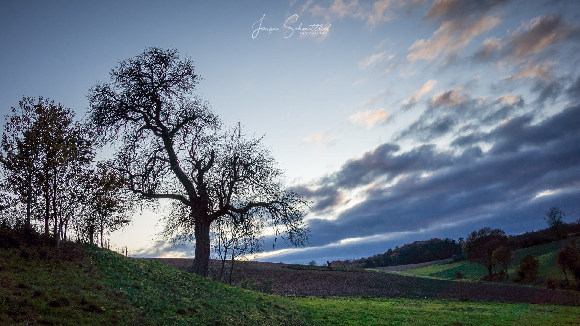 Novemberstimmung am alten Birnbaum