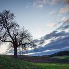 Novemberstimmung am alten Birnbaum