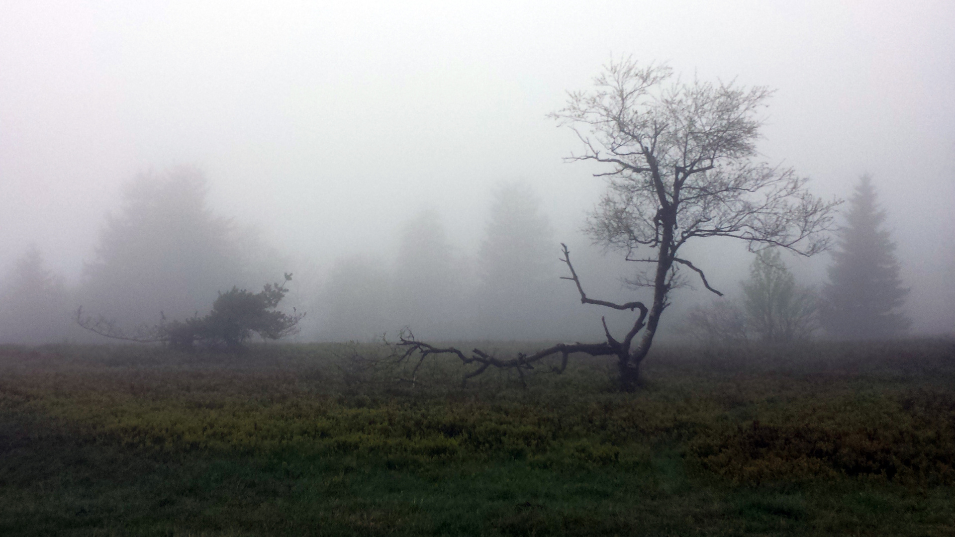 Novemberstimmung am Kahlen Asten