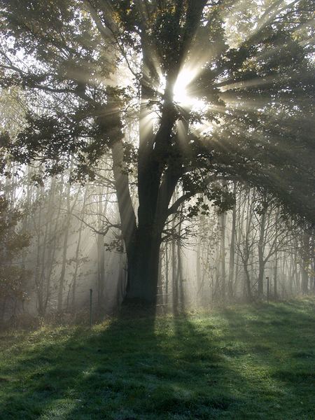 Novemberstimmung am Waldrand