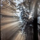 NOVEMBERSTIMMUNG auf dem Großen Feldberg im Taunus (3))