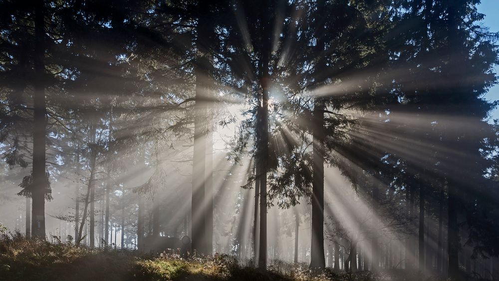 NOVEMBERSTIMMUNG auf dem Großen Feldberg im Taunus