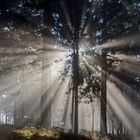 NOVEMBERSTIMMUNG auf dem Großen Feldberg im Taunus