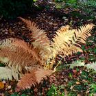 Novemberstimmung im Garten