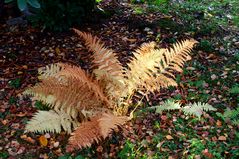 Novemberstimmung im Garten