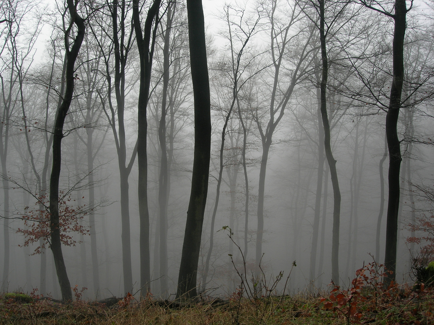 Novemberstimmung im Teutoburger Wald