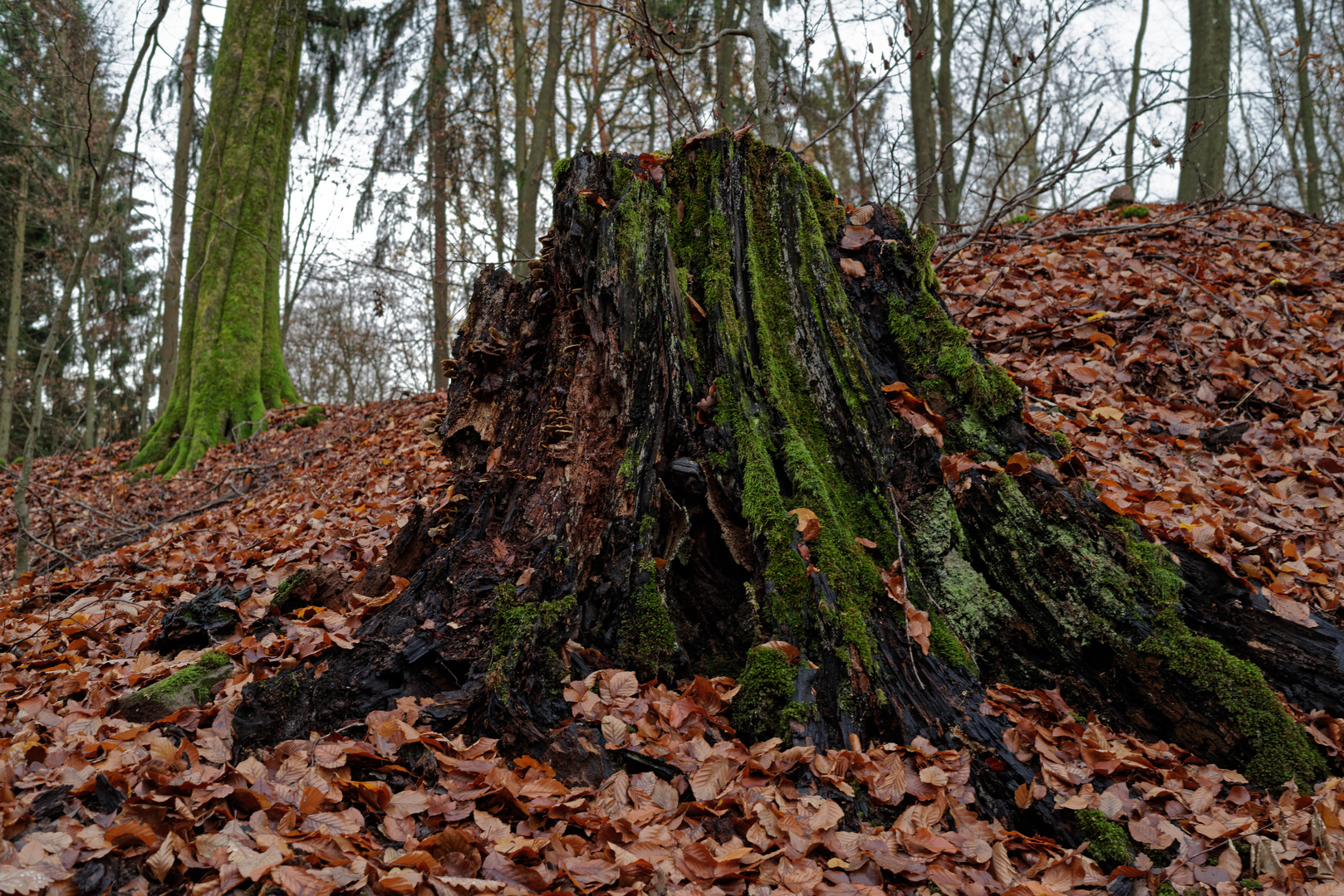 Novemberstimmung im Wald