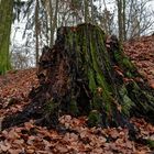 Novemberstimmung im Wald