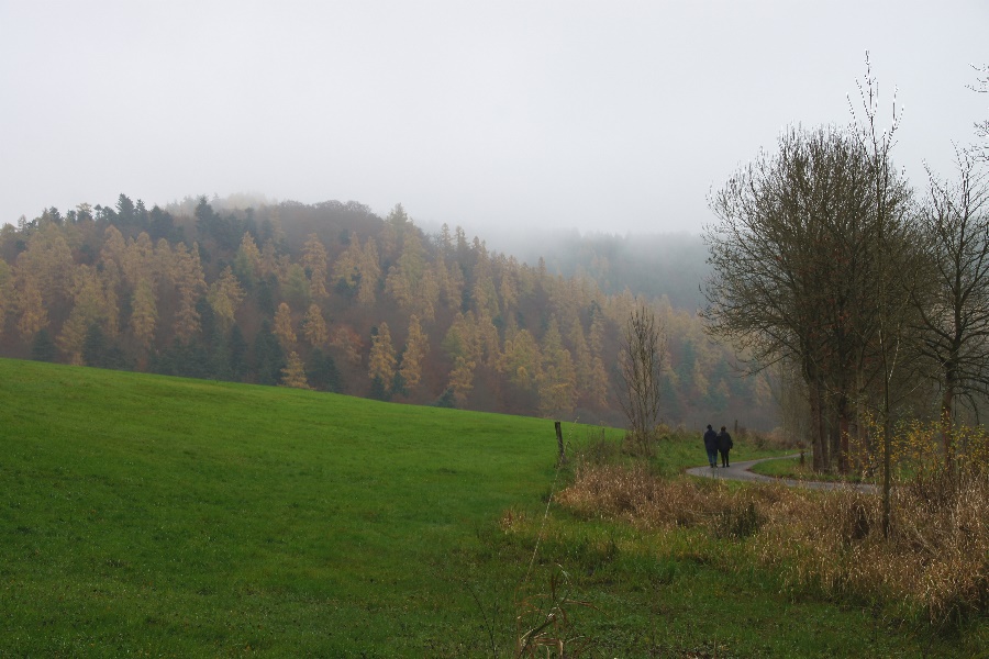 Novemberstimmung im Wildecker Forst (Hessen)