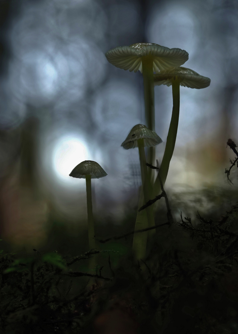 Novemberstimmung in südlichen Düsterwald