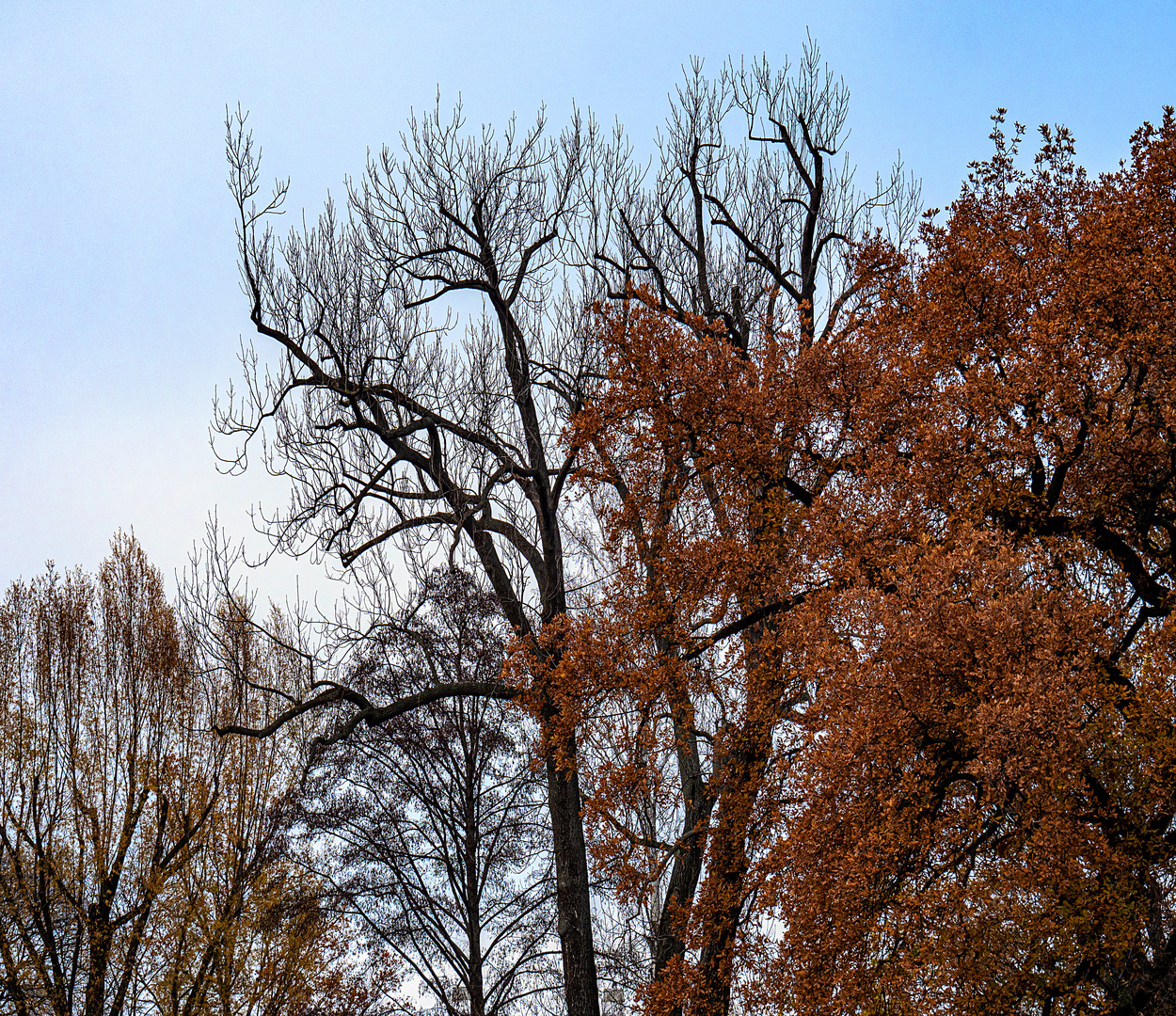 novemberstrukturen...