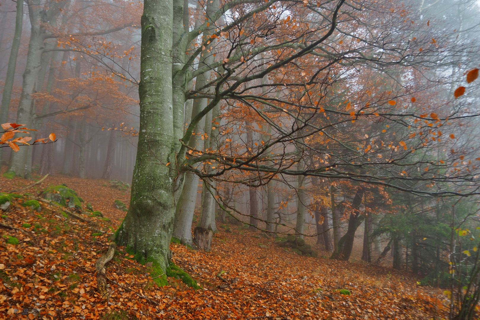 Novembertag