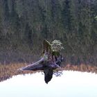 novembertag am großen arbersee