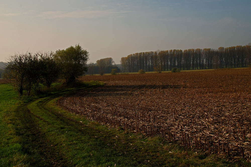 Novembertag am Niederrhein