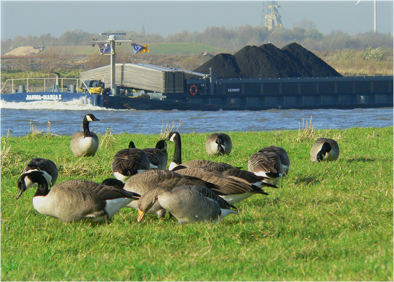 Novembertag am Rhein....