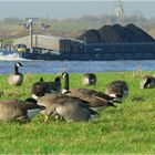 Novembertag am Rhein....