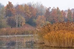 Novembertag am Weiher