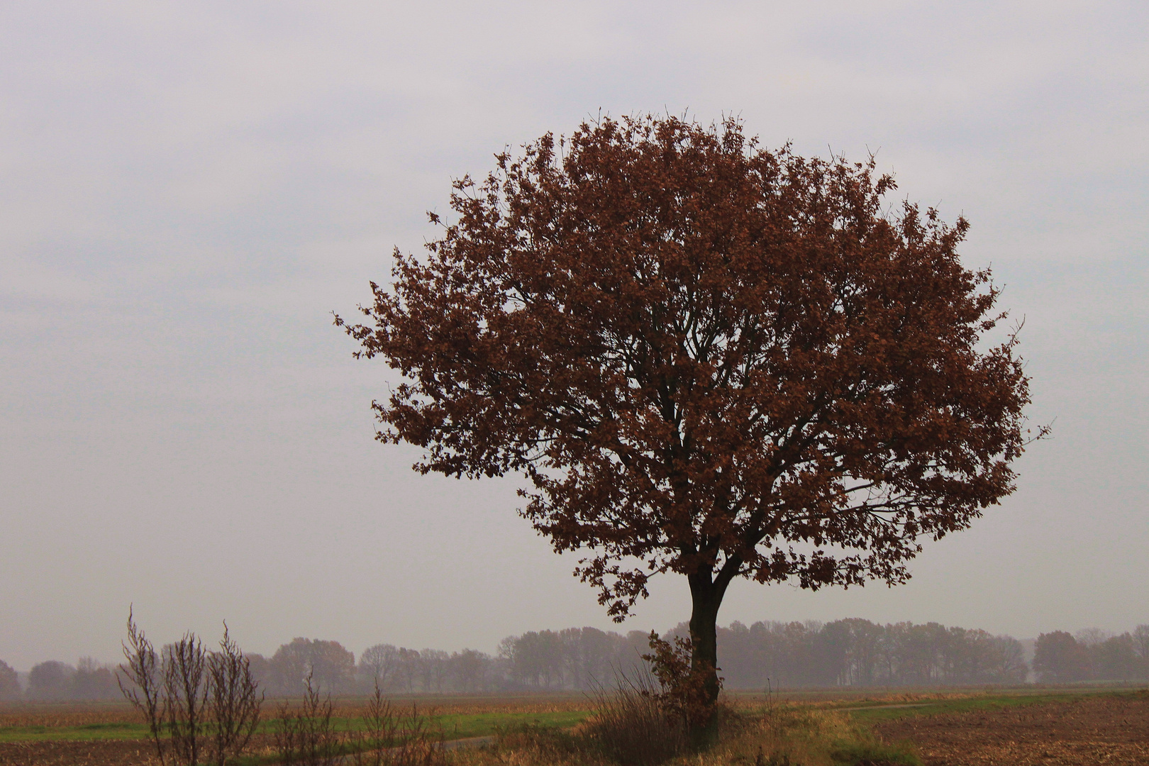 Novembertag im Wendland .....