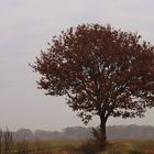 Novembertag im Wendland .....