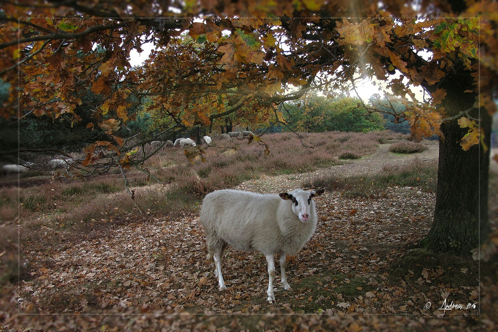 Novembertag in der Heide