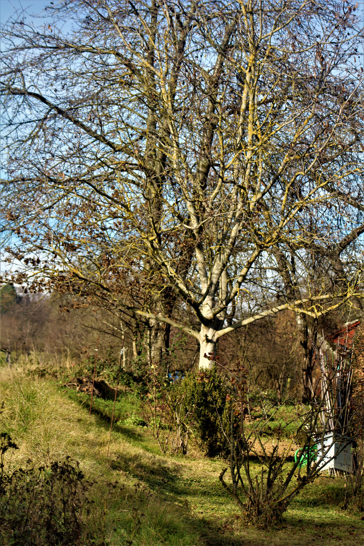 Novembertage  im Sonnenlicht