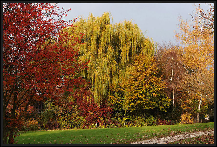 Novembertrauerweide