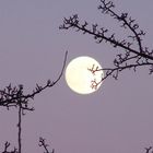 Novembervollmond